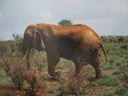 Safari Tsavo West (34)
